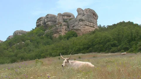 Ox to pasture Stock Footage 31764931