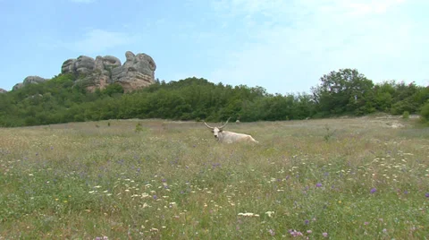 Ox to pasture Stock Footage 31767224