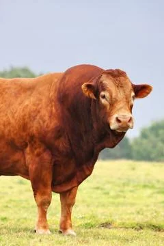 Ox in the pasture Stock Photos