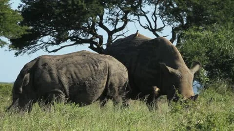 Ox-pecker birds sitting on two rhinos Stock Footage 22071997