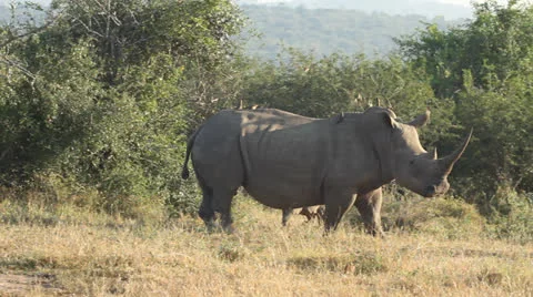 Ox peckers flying off the white rhino as it runs Stock Footage
