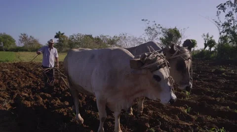 Ox Pulling The Plough With Farmer Walking And Whipping Stock Footage 61529431