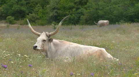 Ox is resting in the pasture Stock Footage 31767467