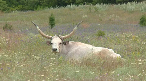 Ox is resting in the pasture Stock Footage 31767815