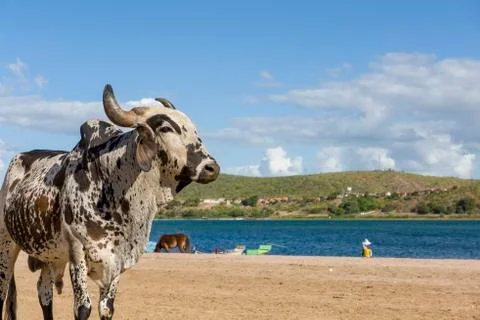 Ox in the river beach Stock Photos