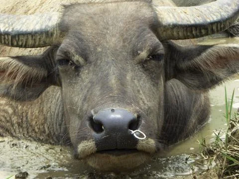 An ox take a mud bath Stock Photos