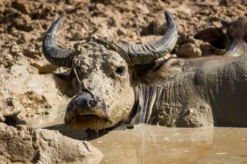 An ox take a mud bath Stock Photos