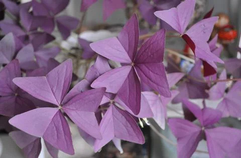 Oxalis Bulbs Stock Photos