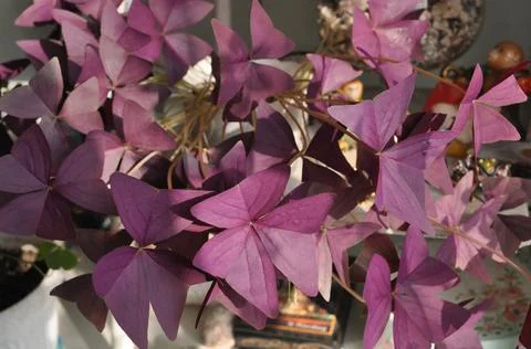 Oxalis Bulbs Stock Photos