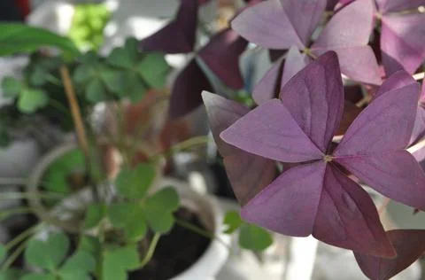 Oxalis Bulbs Stock-Fotos