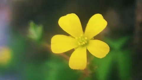 Oxalis corniculata Video stock 304464172