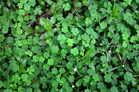 Oxalis corniculata plant's leaf pattern. Green Amrul leaves in nature Fotos de archivo