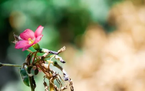 Oxalis deppei Stock Photos