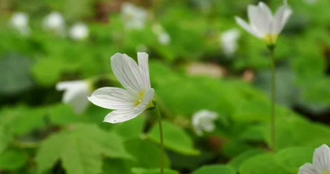 Oxalis flowers gently swaying in spring forest close-up with bird songs Stock Footage 333995624
