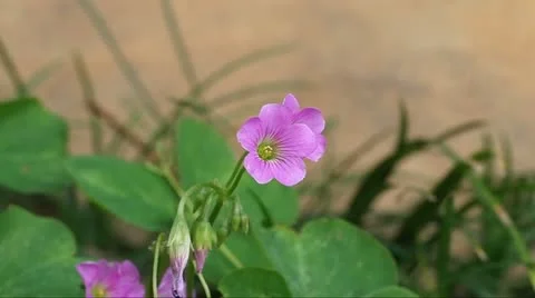 Oxalis Video stock 11030772