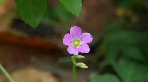 Oxalis Video stock 11032176