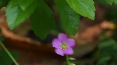 Oxalis Video stock 11045229