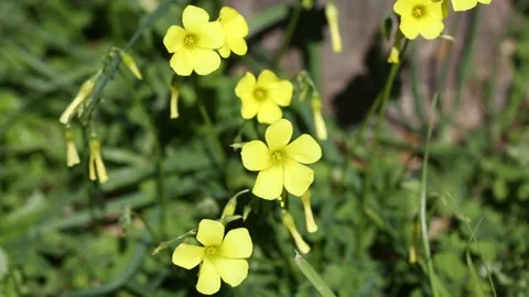 Oxalis pes-caprae Video stock 150860187
