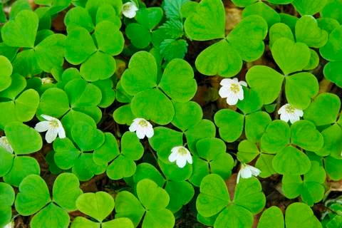 Oxalis Stock Photos