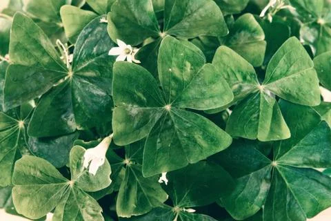 Oxalis Shamrock Background Stock Photos
