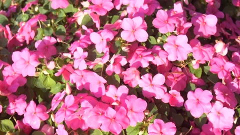 Oxalis Tetraphilla Сlose up Video stock 134286144