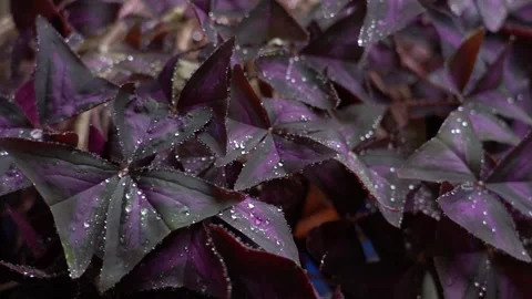 Oxalis triangularis - alse shamrock flower plant Stock Footage 248830721
