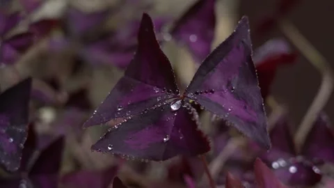 Oxalis triangularis - alse shamrock flower plant Stock-Footage 248830722