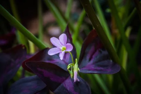 Oxalis triangularis, commonly called false shamrock flower Foto stock
