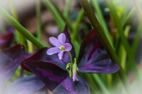 Oxalis triangularis, commonly called false shamrock flower Stock Photos