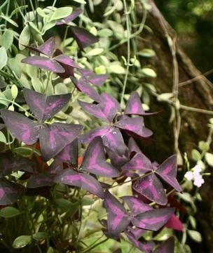 Oxalis triangularis flower blossom close up shot Stock Photos