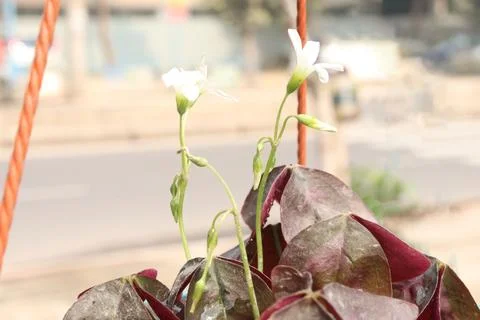 Oxalis triangularis flower plant on hanging pot Fotos Stock