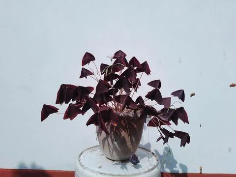 Oxalis Triangularis Flower plant in a Pot at Home Garden Stock Photos