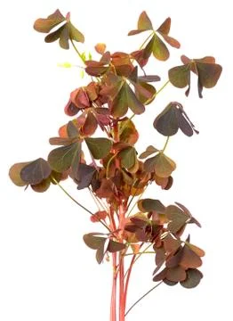 Oxalis triangularis flowers Stock Photos