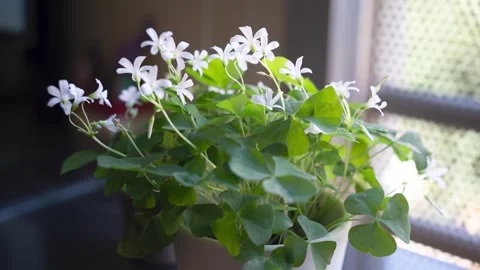 Oxalis Triangularis green leaves moves in Time Lapse. Stock Footage 251790724