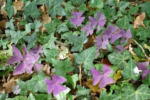 Oxalis triangularis grows between hedera helix Stock Photos