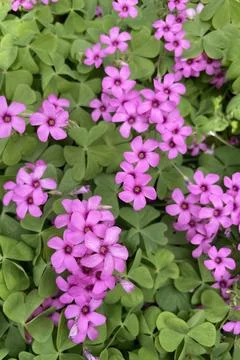 Oxalis triangularis in nature Stock Photos