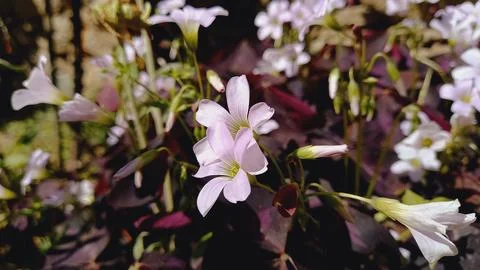Oxalis triangularis or the false shamrock Stock Photos