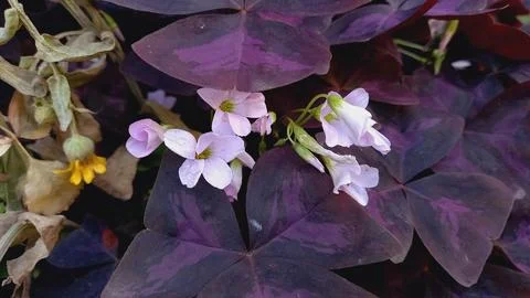 Oxalis triangularis or the false shamrock Stock Photos