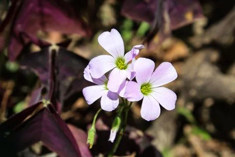 Oxalis triangularis or the false shamrock Stock Photos