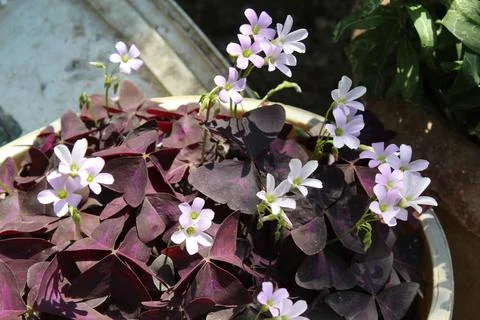 Oxalis triangularis or the false shamrock Stock Photos