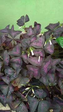 Oxalis triangularis or Purple shamrock (False shamrock) 库存照片