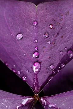 Oxalis triangularis Stock Photos