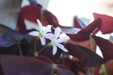 Oxalis triangularis Stock Photos