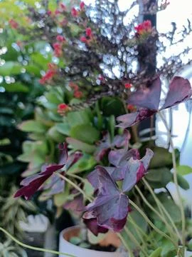 Oxalis Triangularis Stock Photos