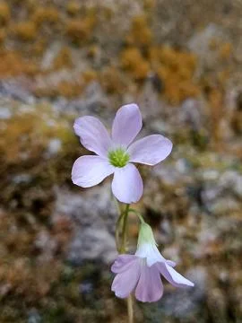 Oxalis Triangularis Pink Bloom with Soft Natural Bokeh Stock Photos
