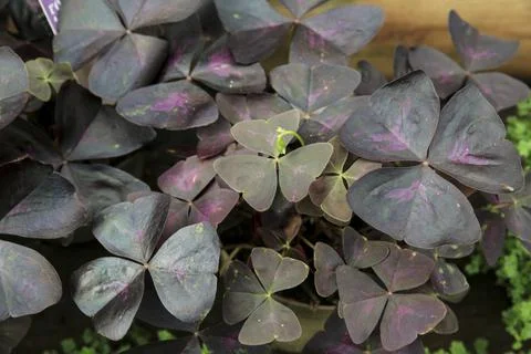 Oxalis Triangularis plant in the garden Stock Photos