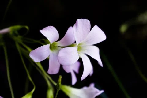 Oxalis triangularis. Purple shamrock. Stock Photos