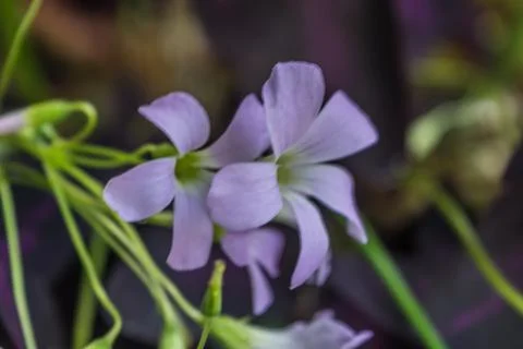 Oxalis triangularis. Purple shamrock. Stock Photos