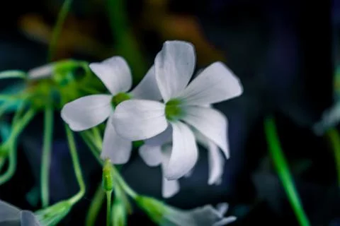 Oxalis triangularis. Purple shamrock. Stock Photos