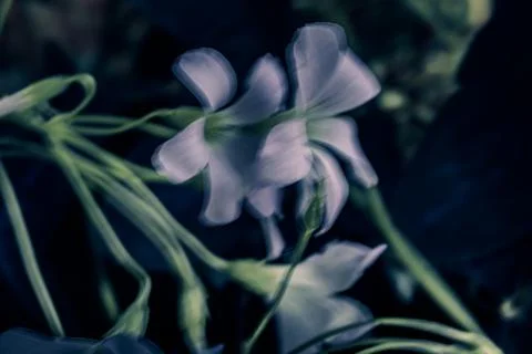 Oxalis triangularis. Purple shamrock. Stock Photos